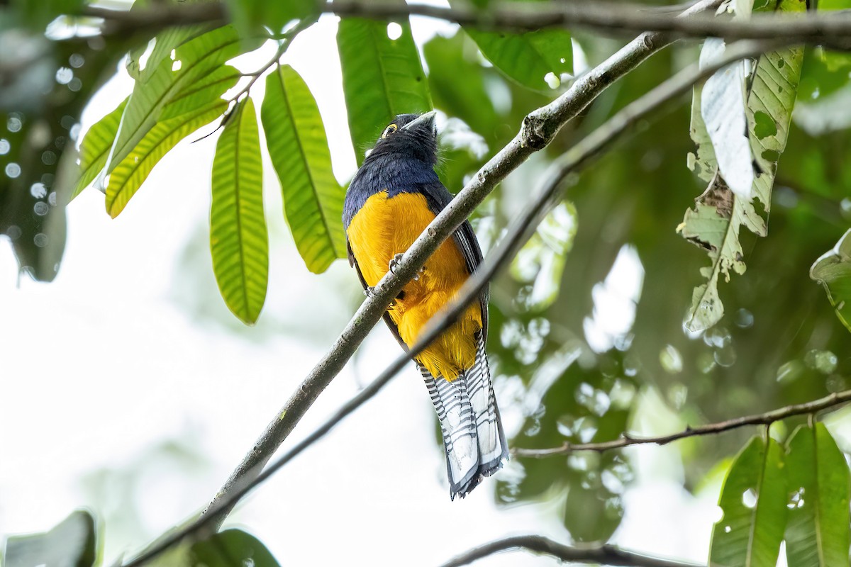 Amazonian Trogon - ML525693541