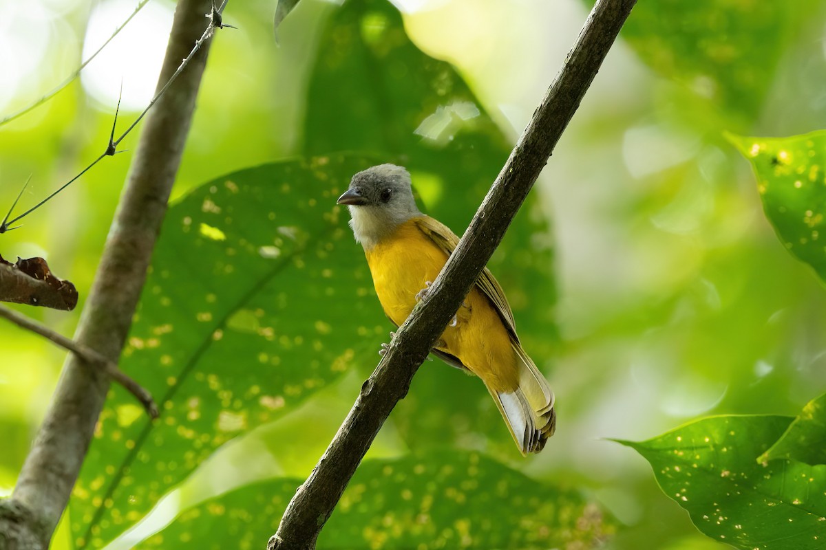 Gray-headed Tanager - ML525693661