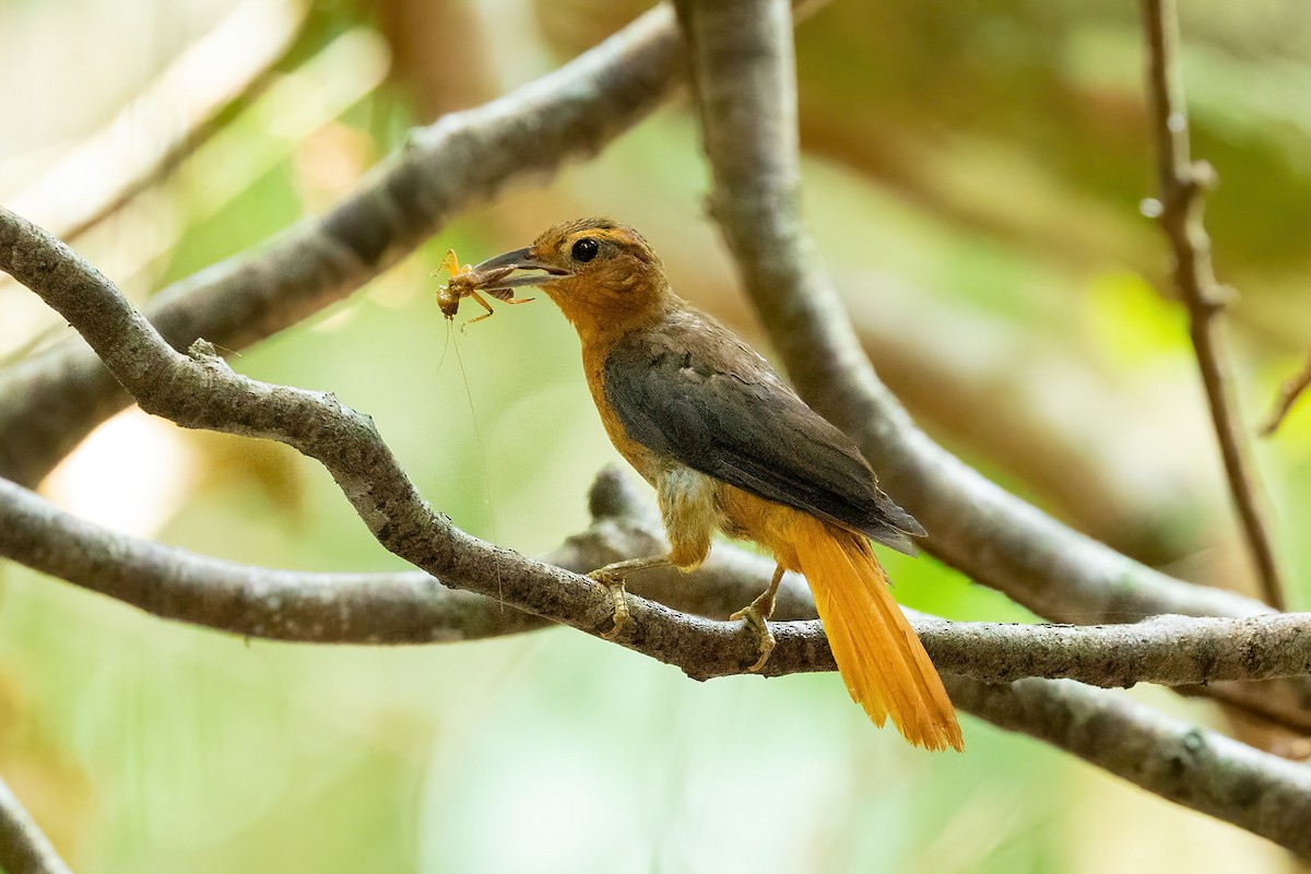 Cinnamon-rumped Foliage-gleaner - Thibaud Aronson