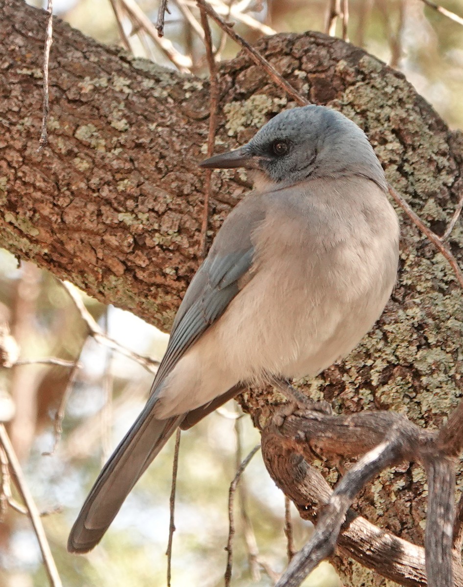 Mexican Jay - ML525694851