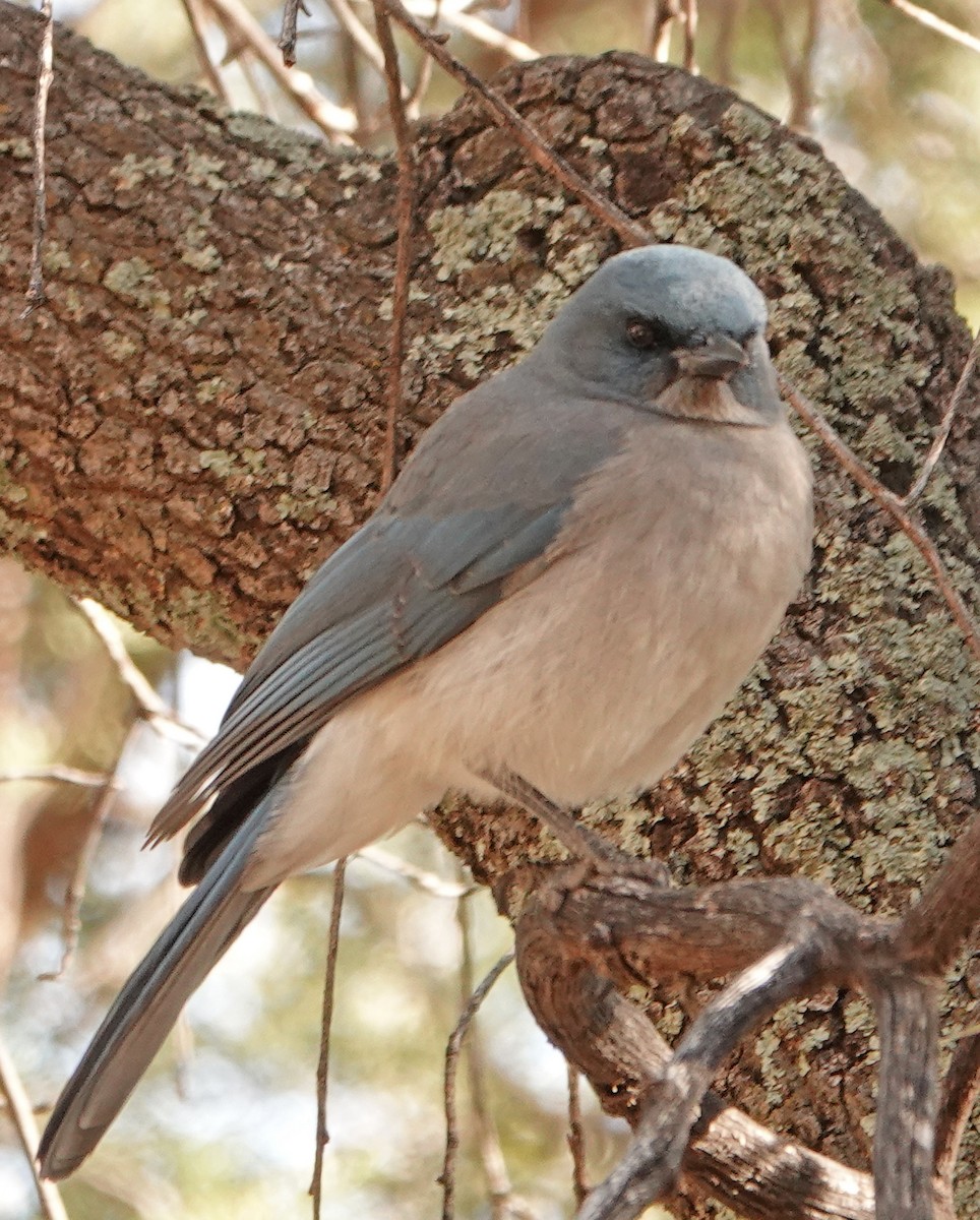 Mexican Jay - ML525694861