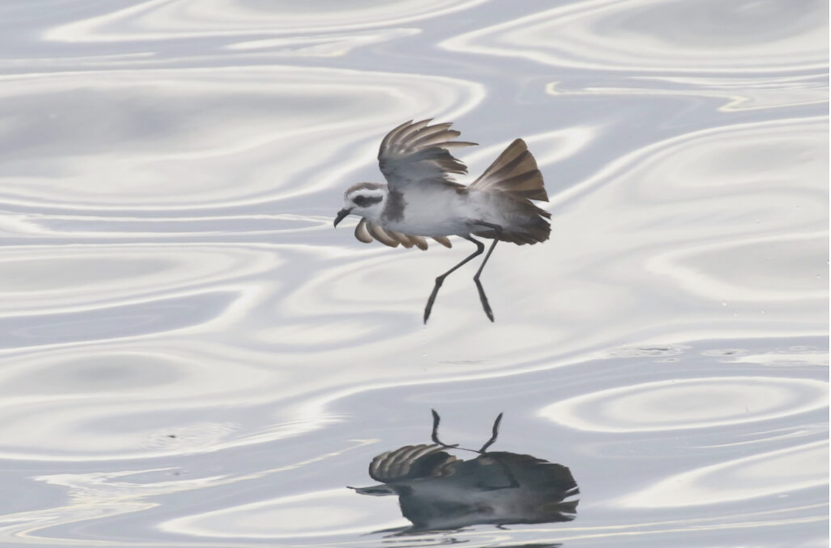 White-faced Storm-Petrel - ML525694891