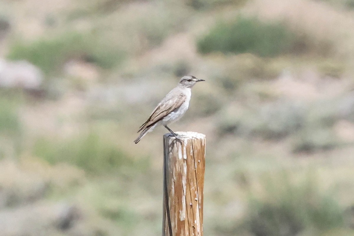 Black-fronted Ground-Tyrant - ML525695291