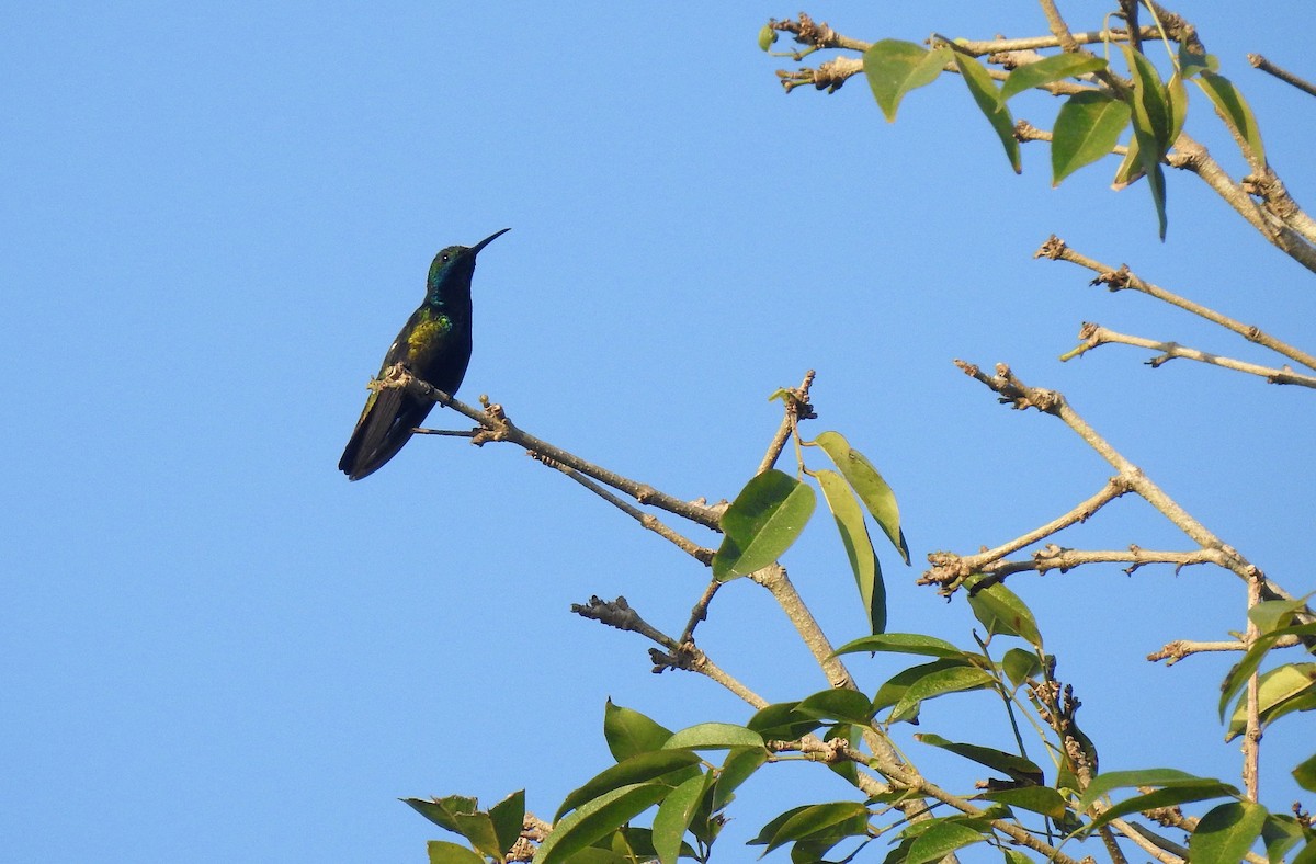 kolibřík tropický - ML525695421