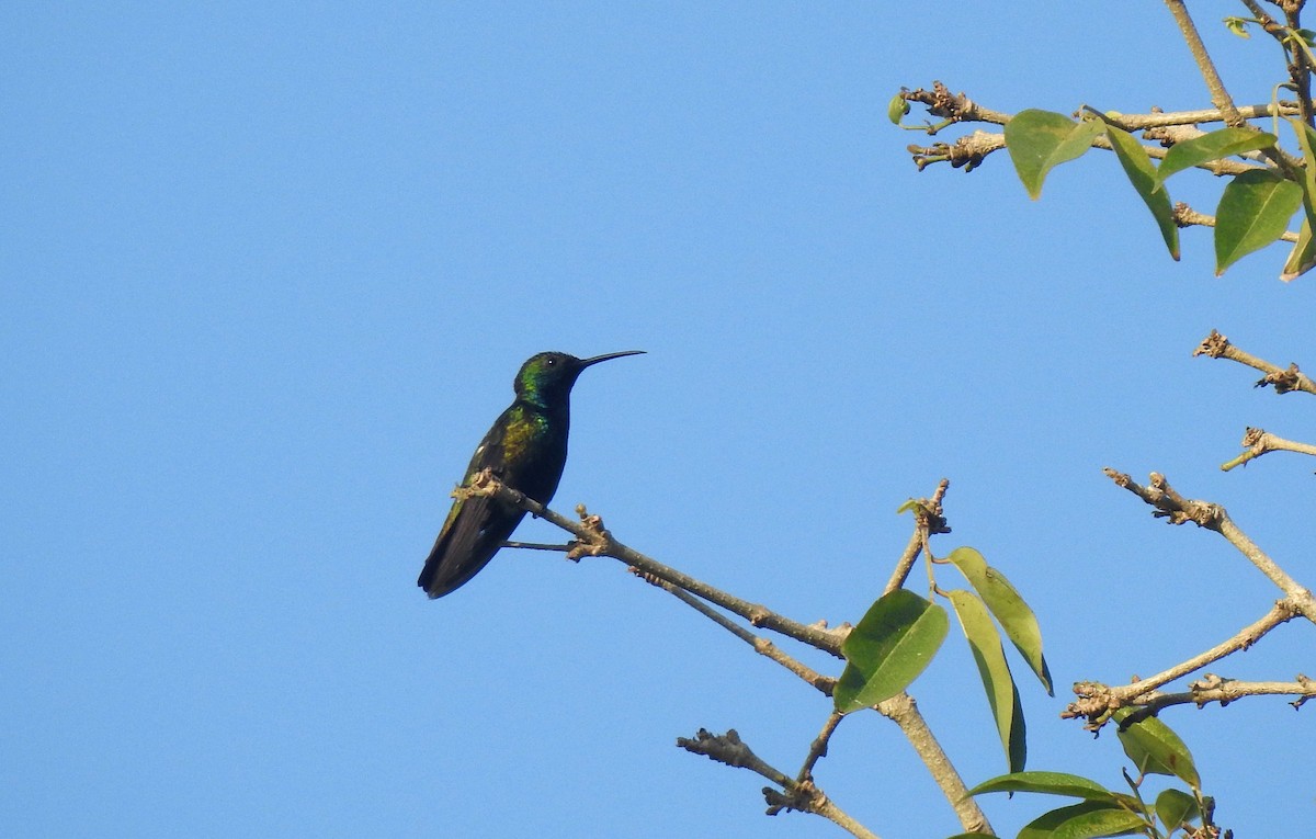 Black-throated Mango - Louis Imbeau