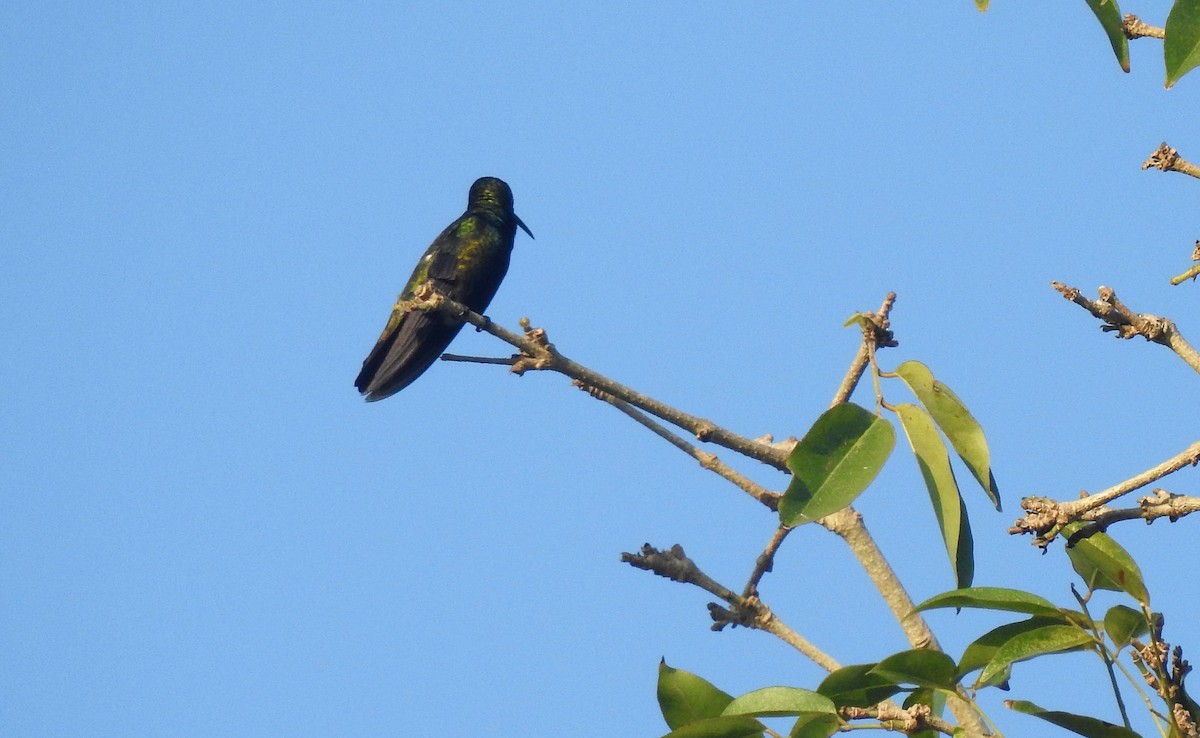 Black-throated Mango - Louis Imbeau