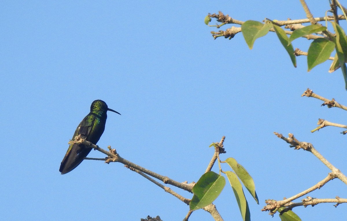 Black-throated Mango - Louis Imbeau