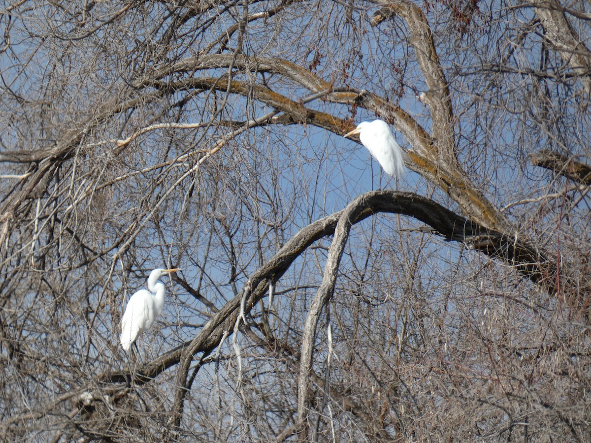 Great Egret - ML525695851