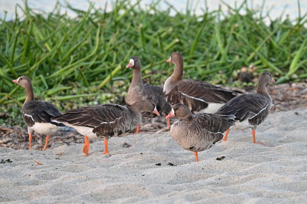 Greater White-fronted Goose - Donel Jensen