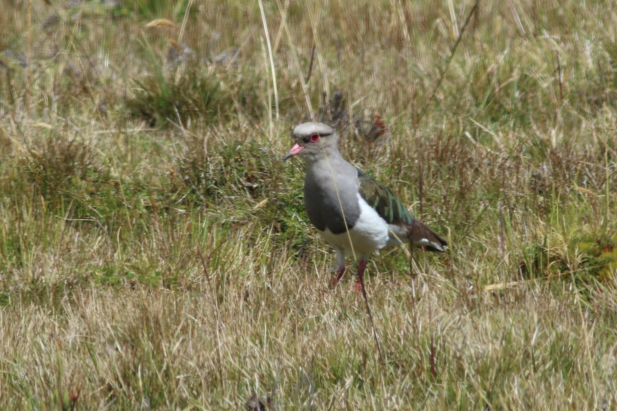 Andean Lapwing - ML525696831