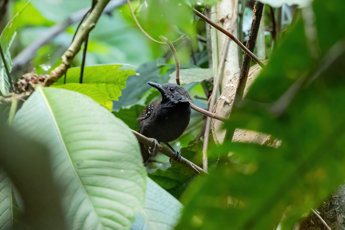 Black-throated Antbird - ML525697021