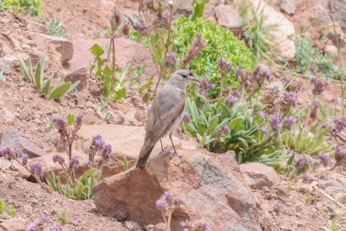 Black-fronted Ground-Tyrant - ML525697901