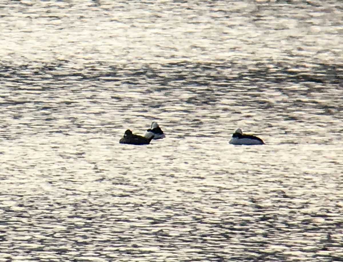 Bufflehead - ML52569791