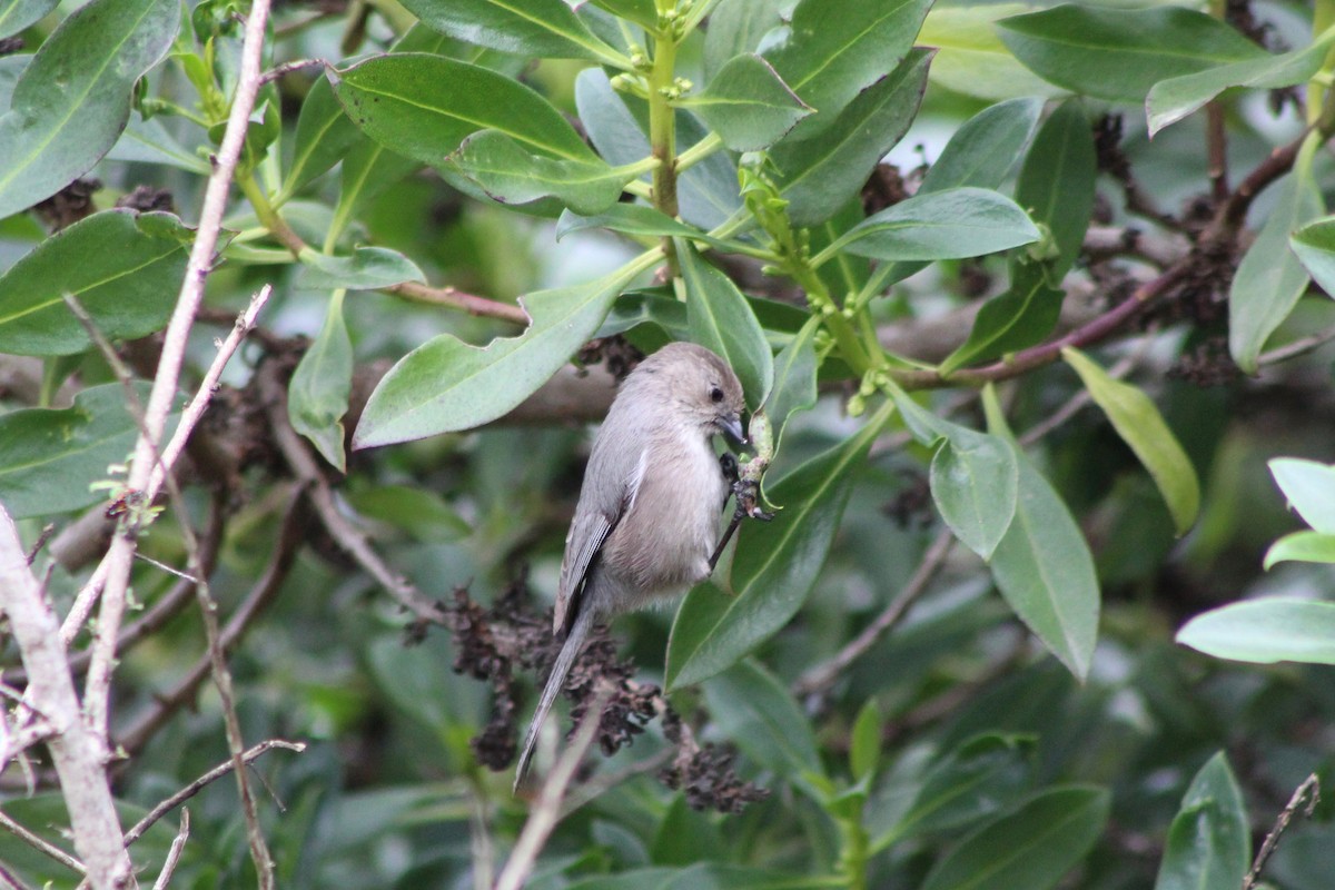 Bushtit (Pacific) - ML525698111