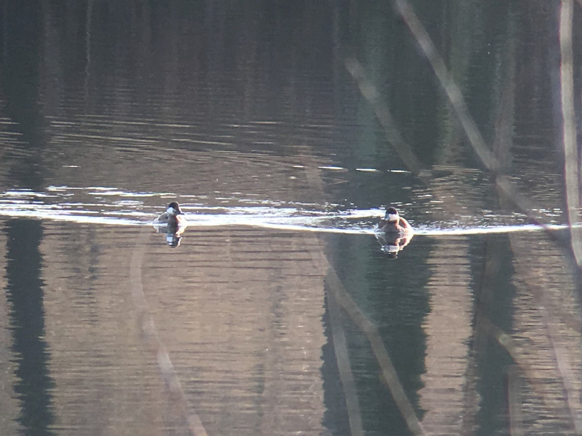 Ruddy Duck - ML52569921