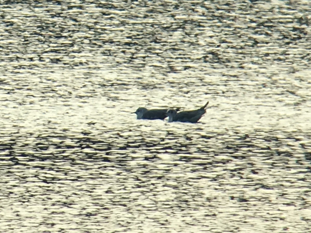 Bonaparte's Gull - ML52569981