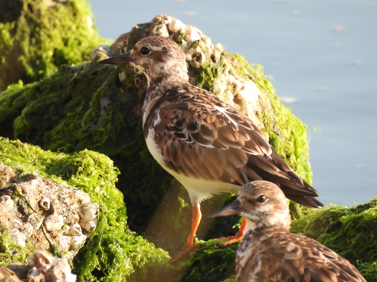 Ruddy Turnstone - ML525701781