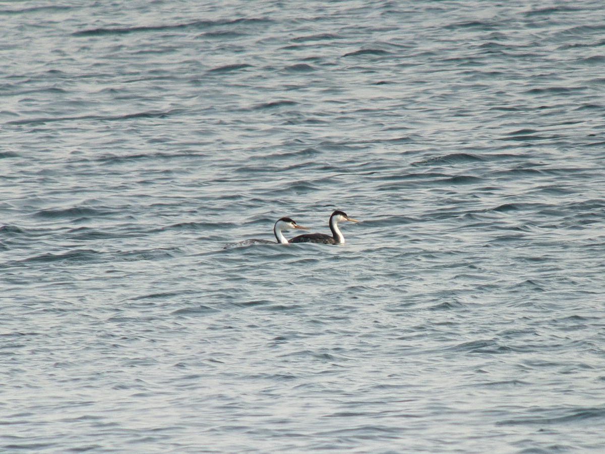 Western Grebe - ML525701961