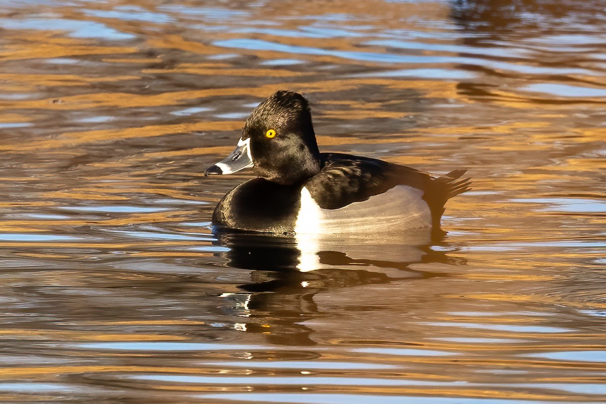 Ring-necked Duck - ML525702001