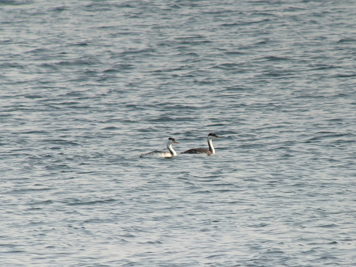 Western Grebe - ML525702051