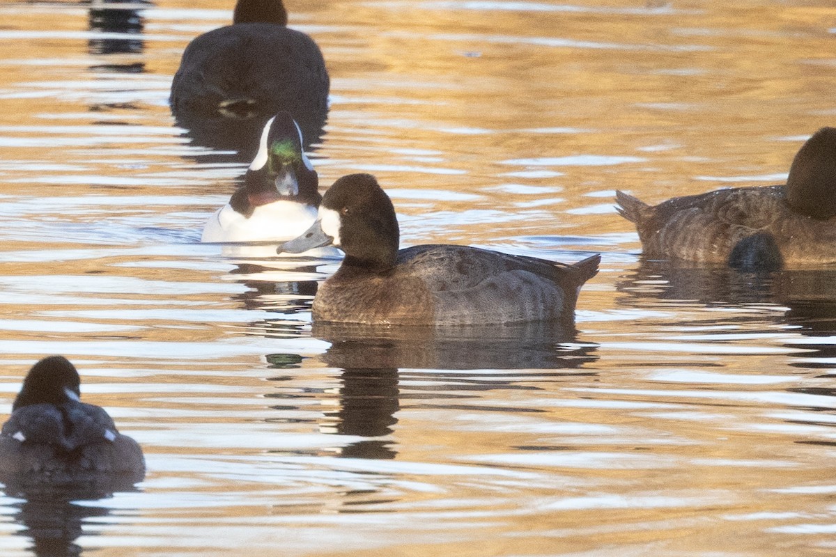 Lesser Scaup - ML525702081