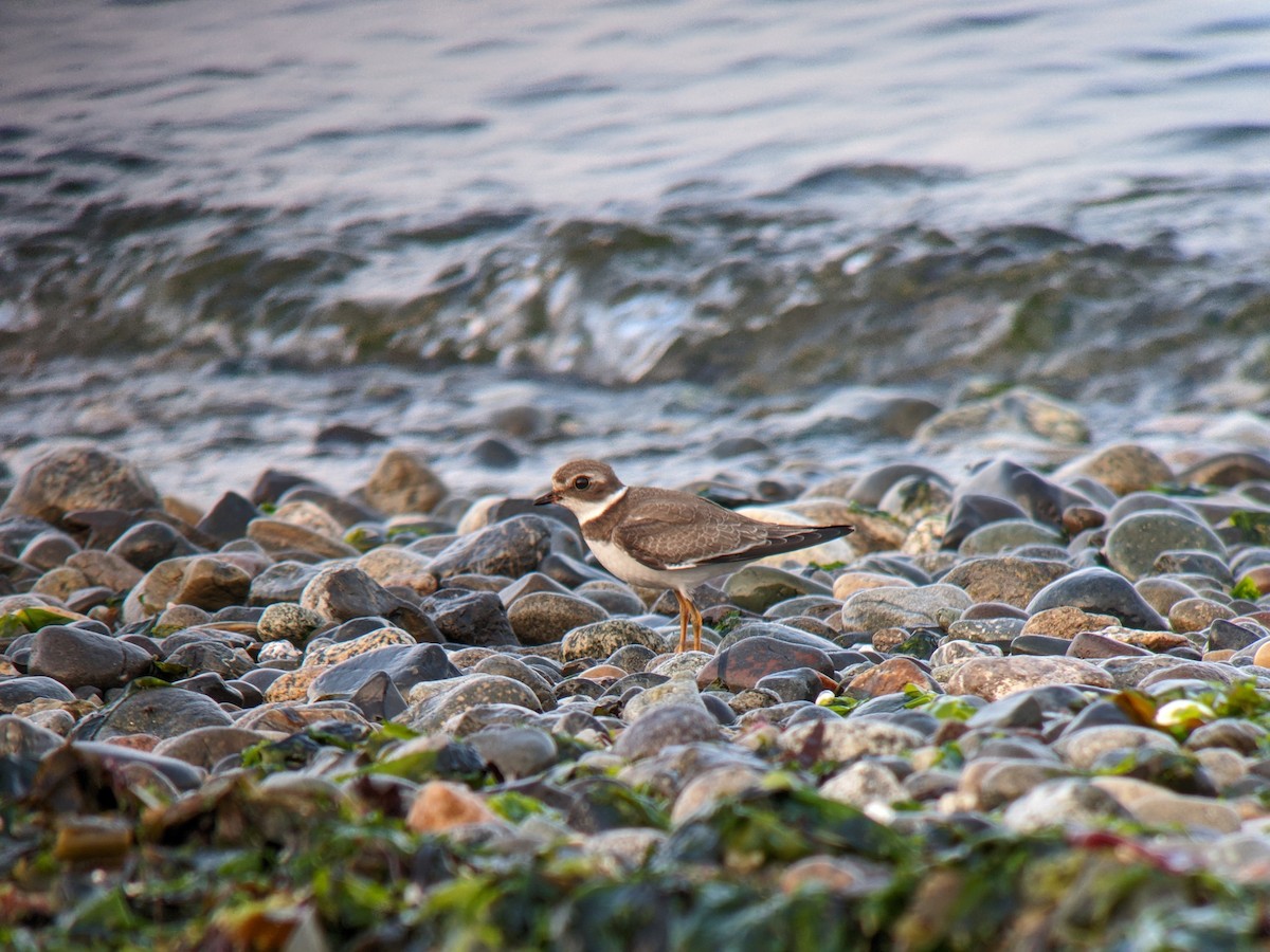 Semipalmated Plover - Dave Slager