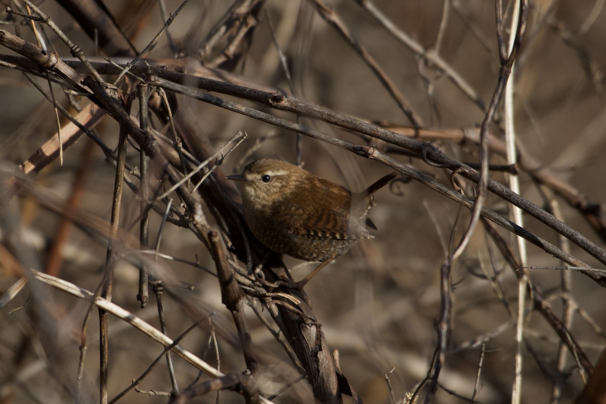 Winter Wren - ML525704361