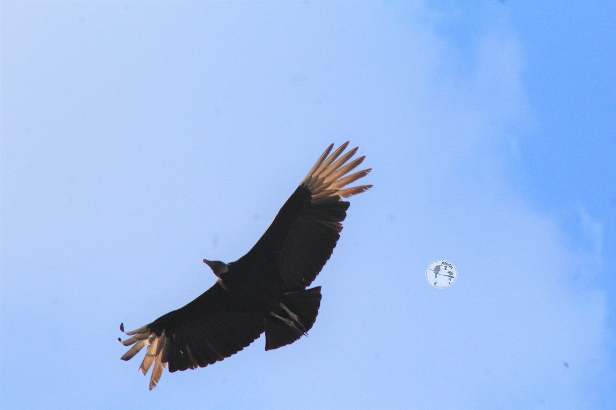 Black Vulture - Jhonatan Aragón y Arely Moran