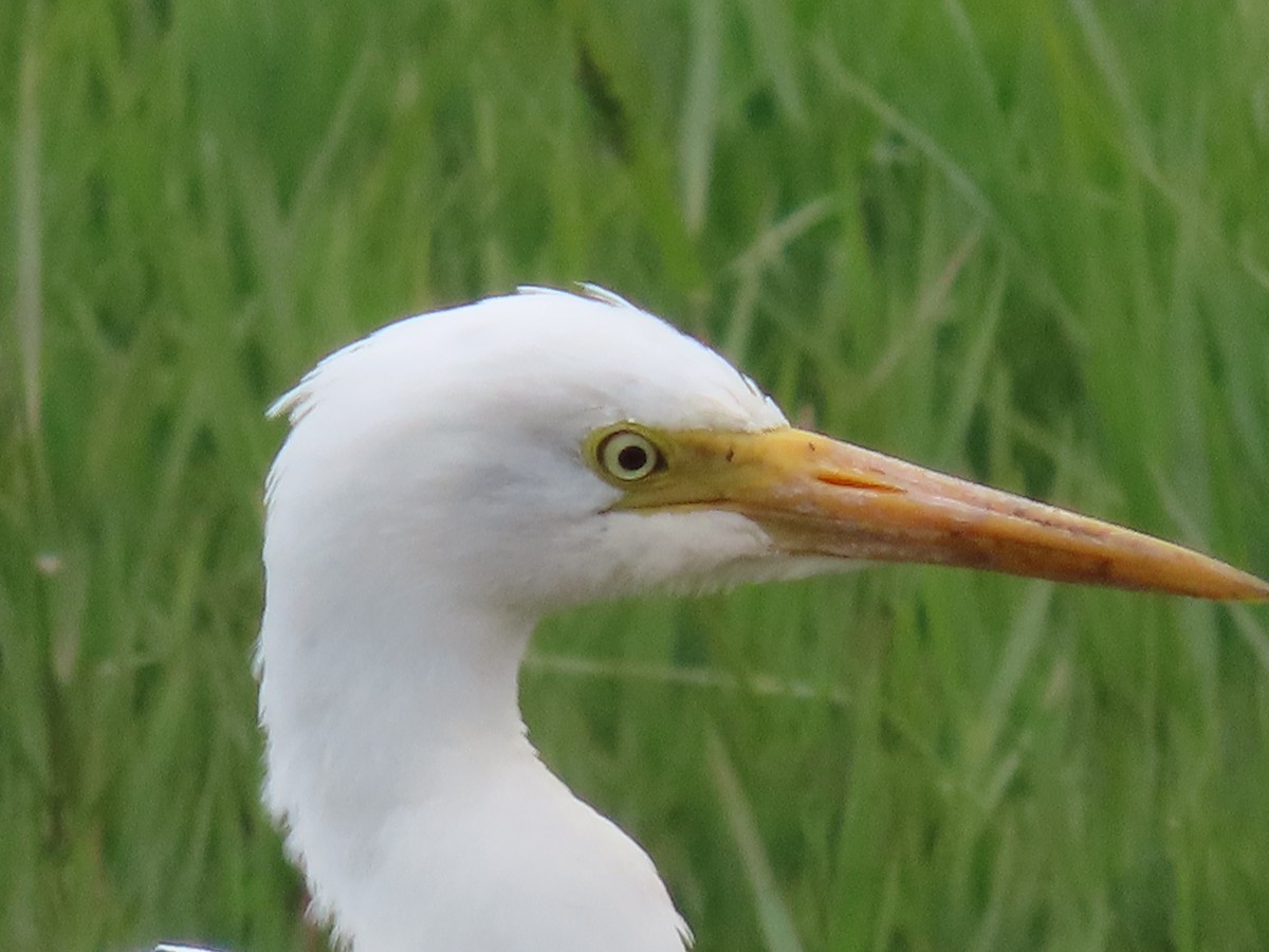 Plumed Egret - ML525706671