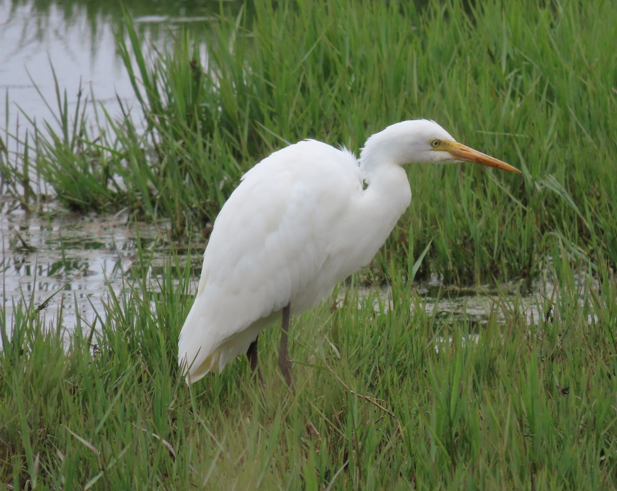 Plumed Egret - ML525706881