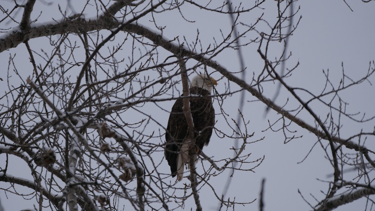 Bald Eagle - ML525707161