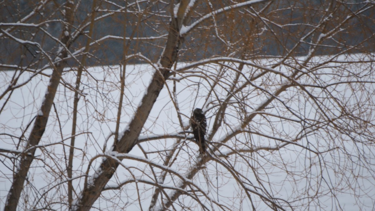 Cooper's Hawk - ML525707311