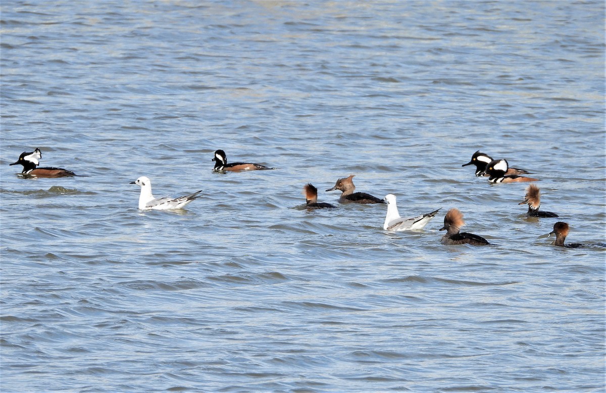 Hooded Merganser - ML525708491