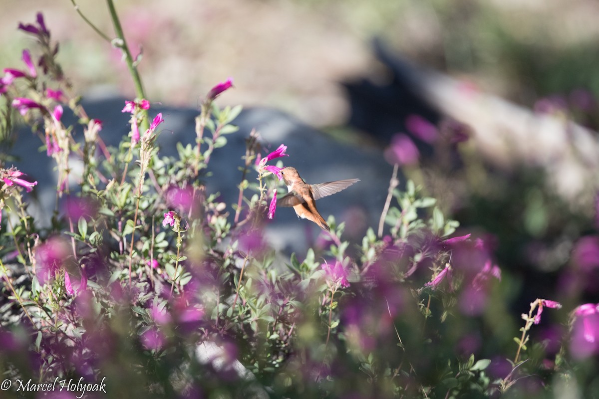 Rufous Hummingbird - Marcel Holyoak