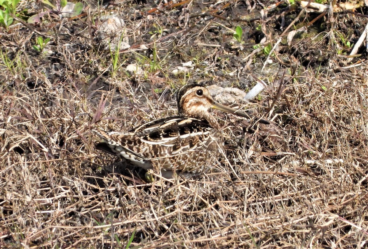 Wilson's Snipe - ML525708641