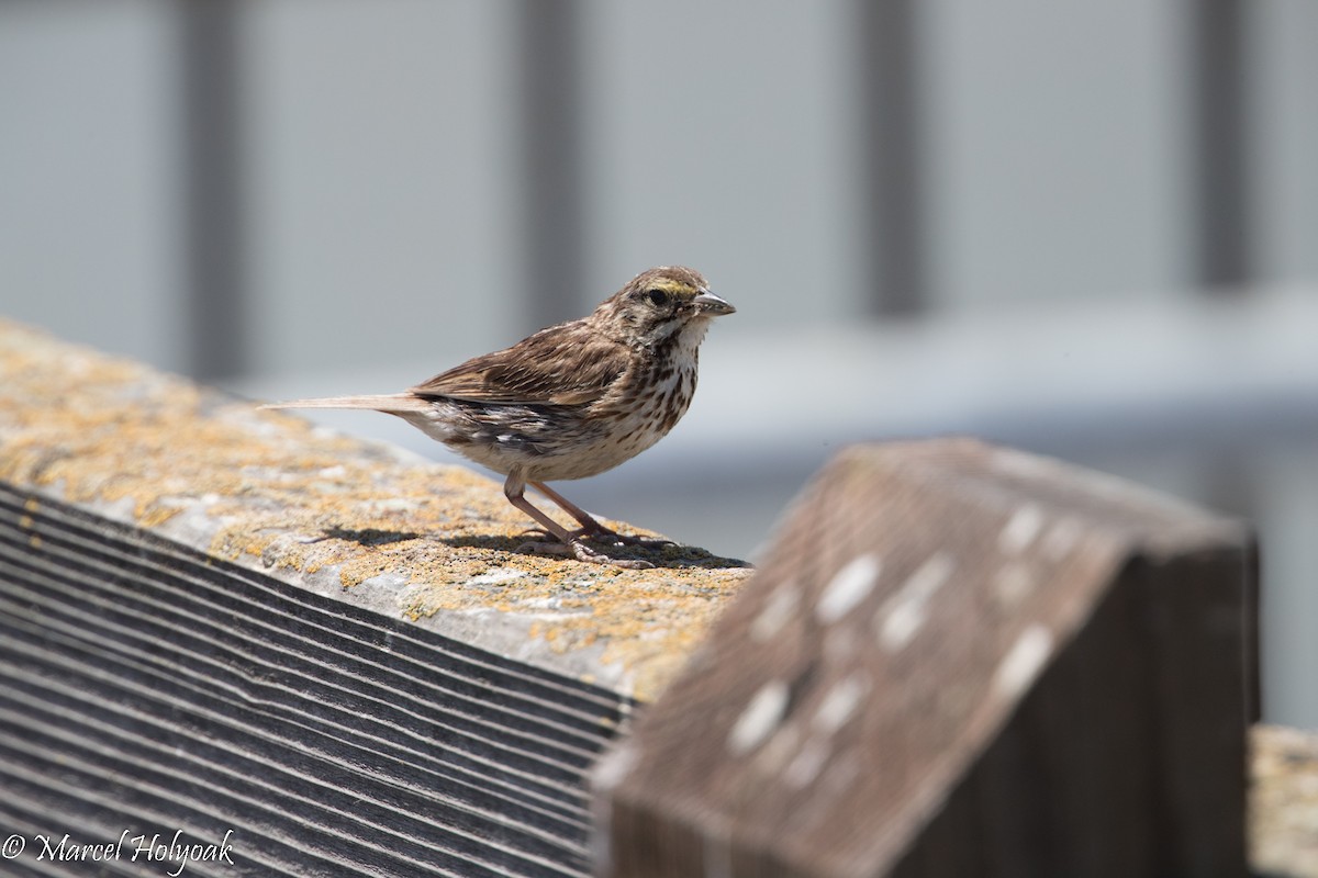 Savannah Sparrow - ML525709081