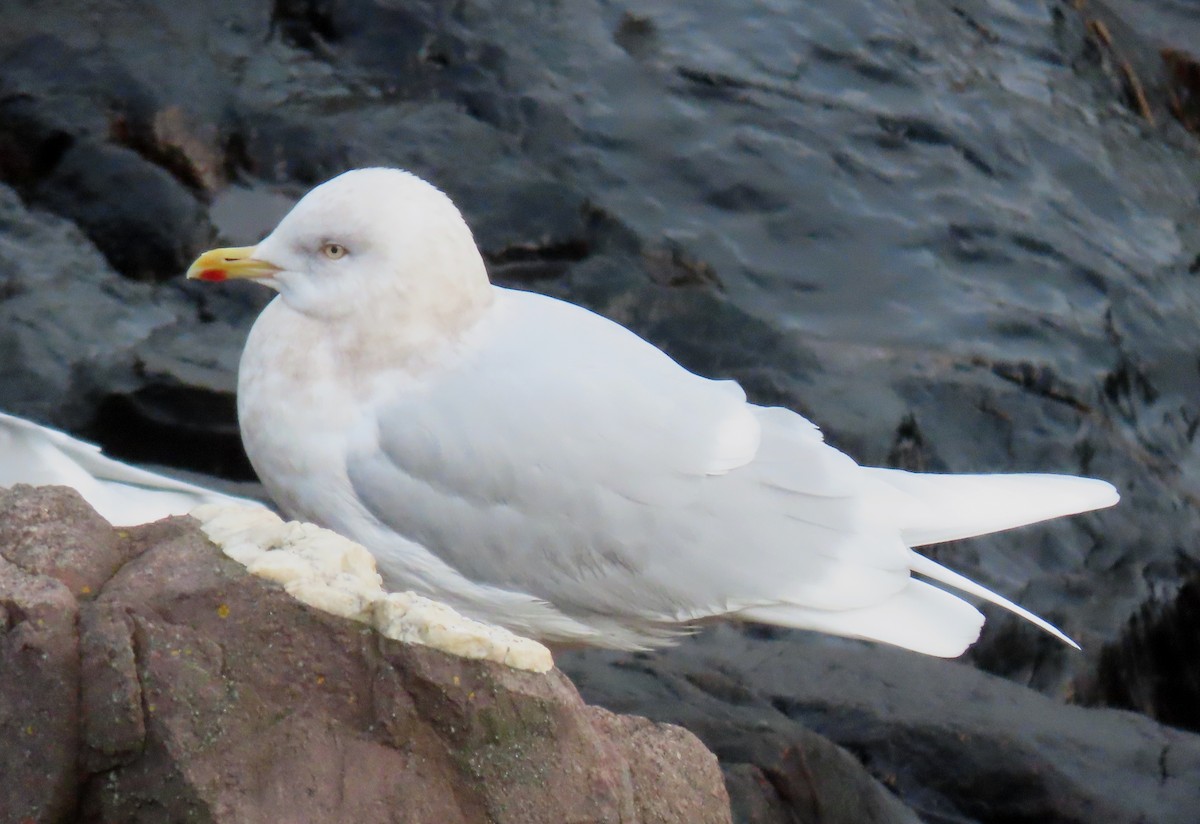 Iceland Gull (glaucoides) - ML525709551