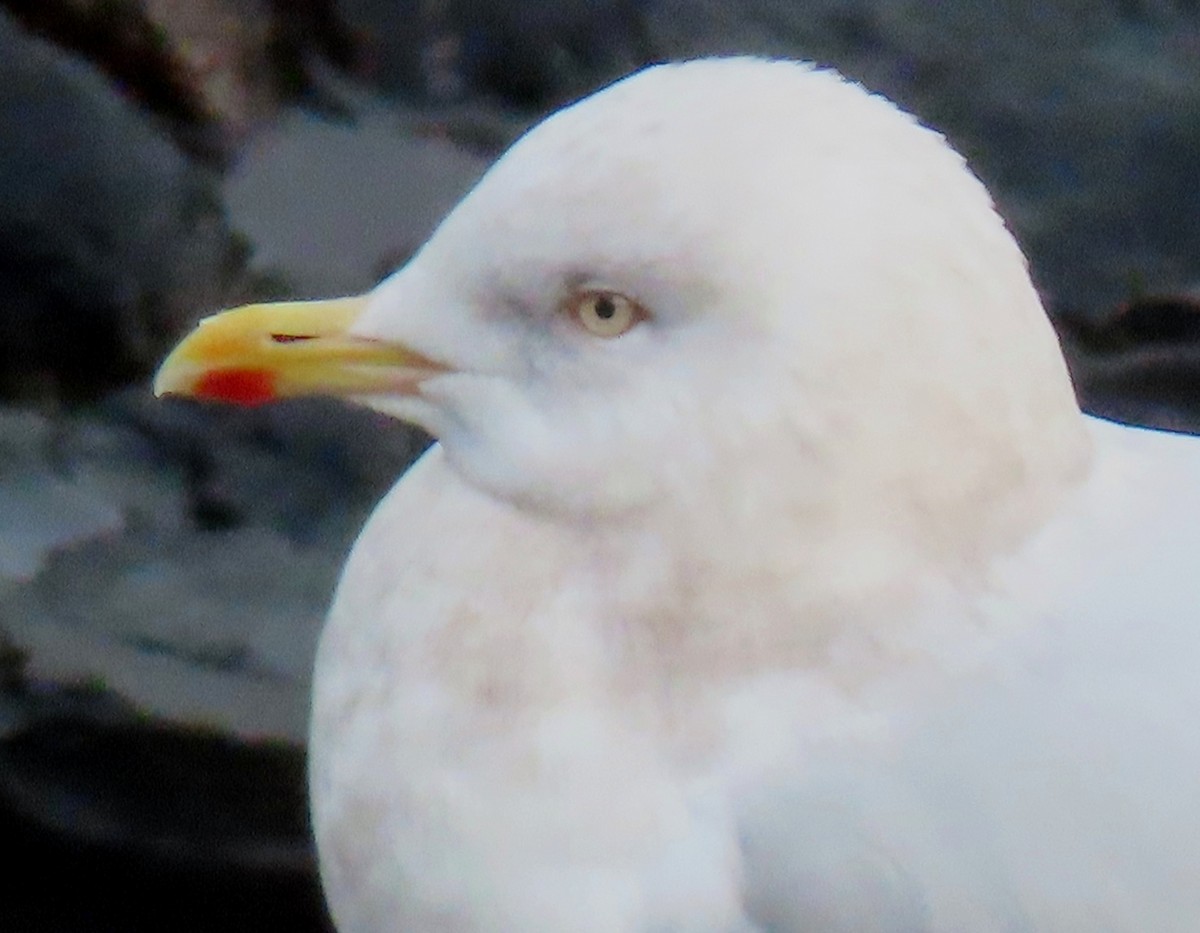 Iceland Gull (glaucoides) - ML525709571