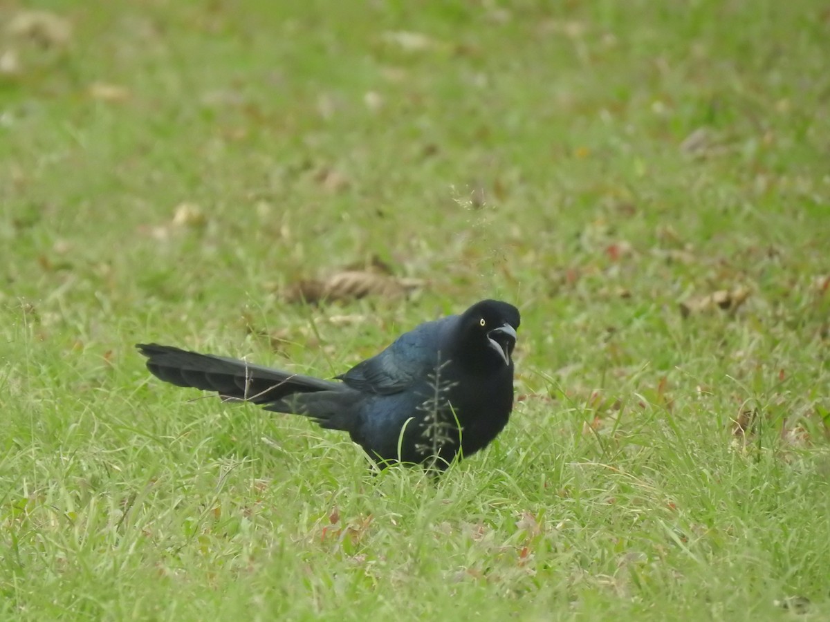 Great-tailed Grackle - ML525709711