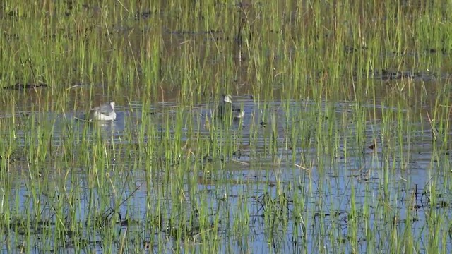 polarsvømmesnipe - ML525710411