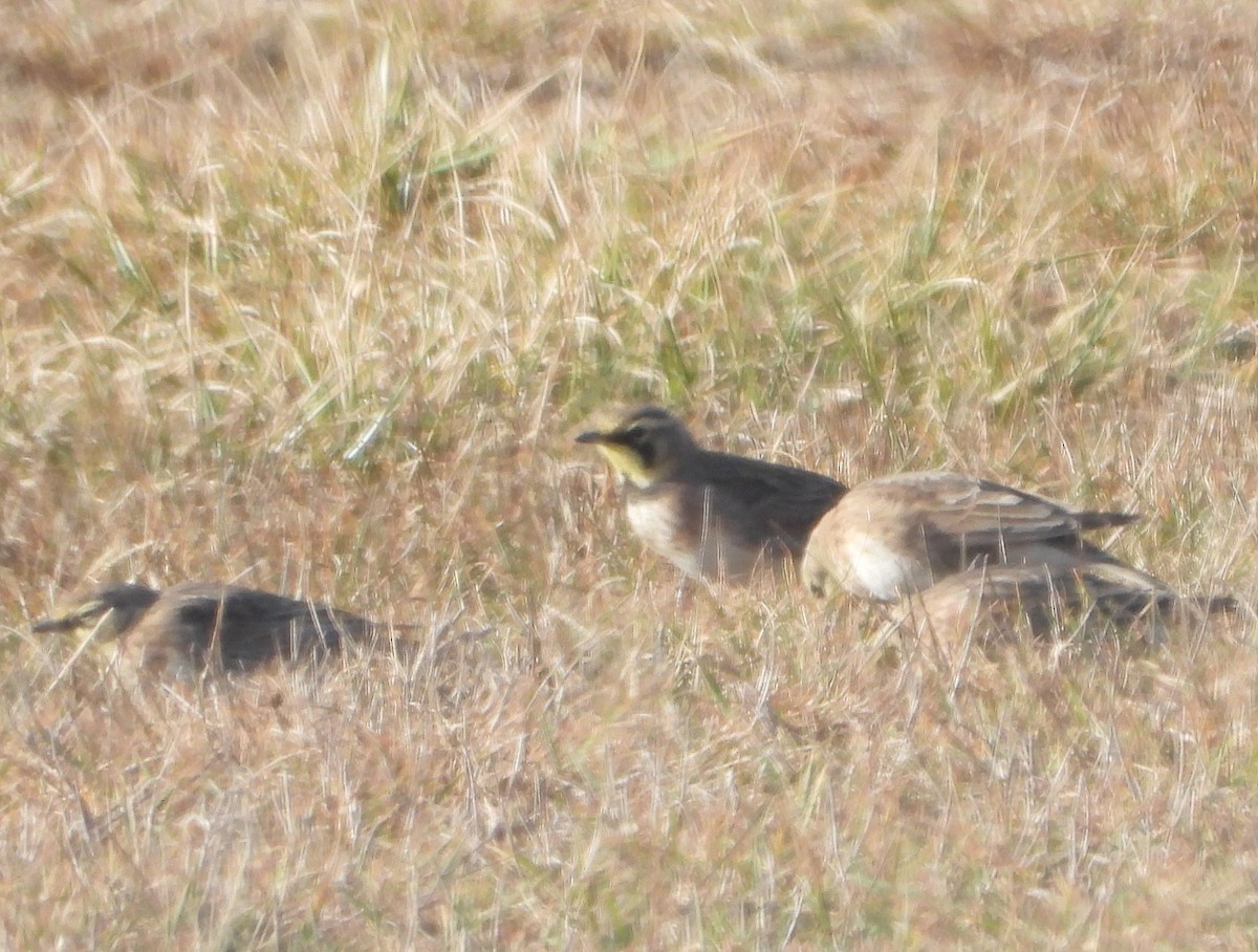 Horned Lark - Philip Kyle