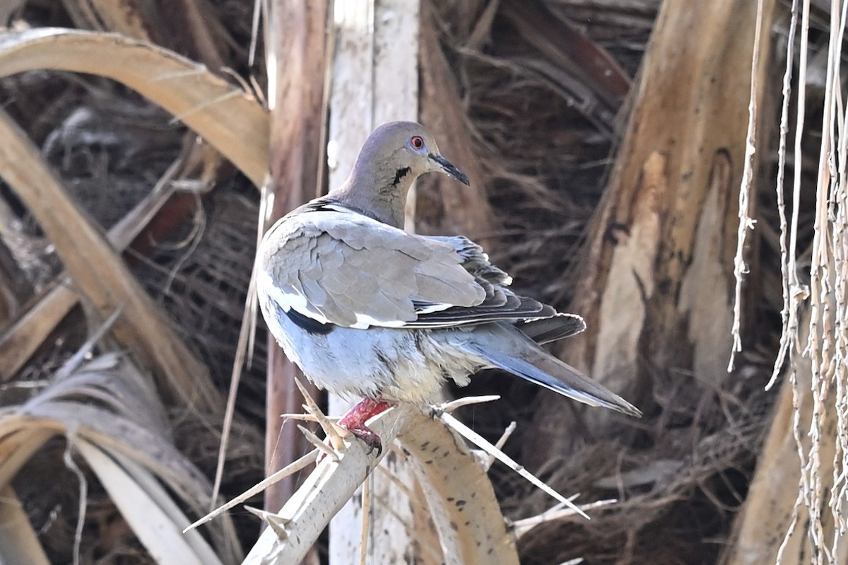 White-winged Dove - ML525711301