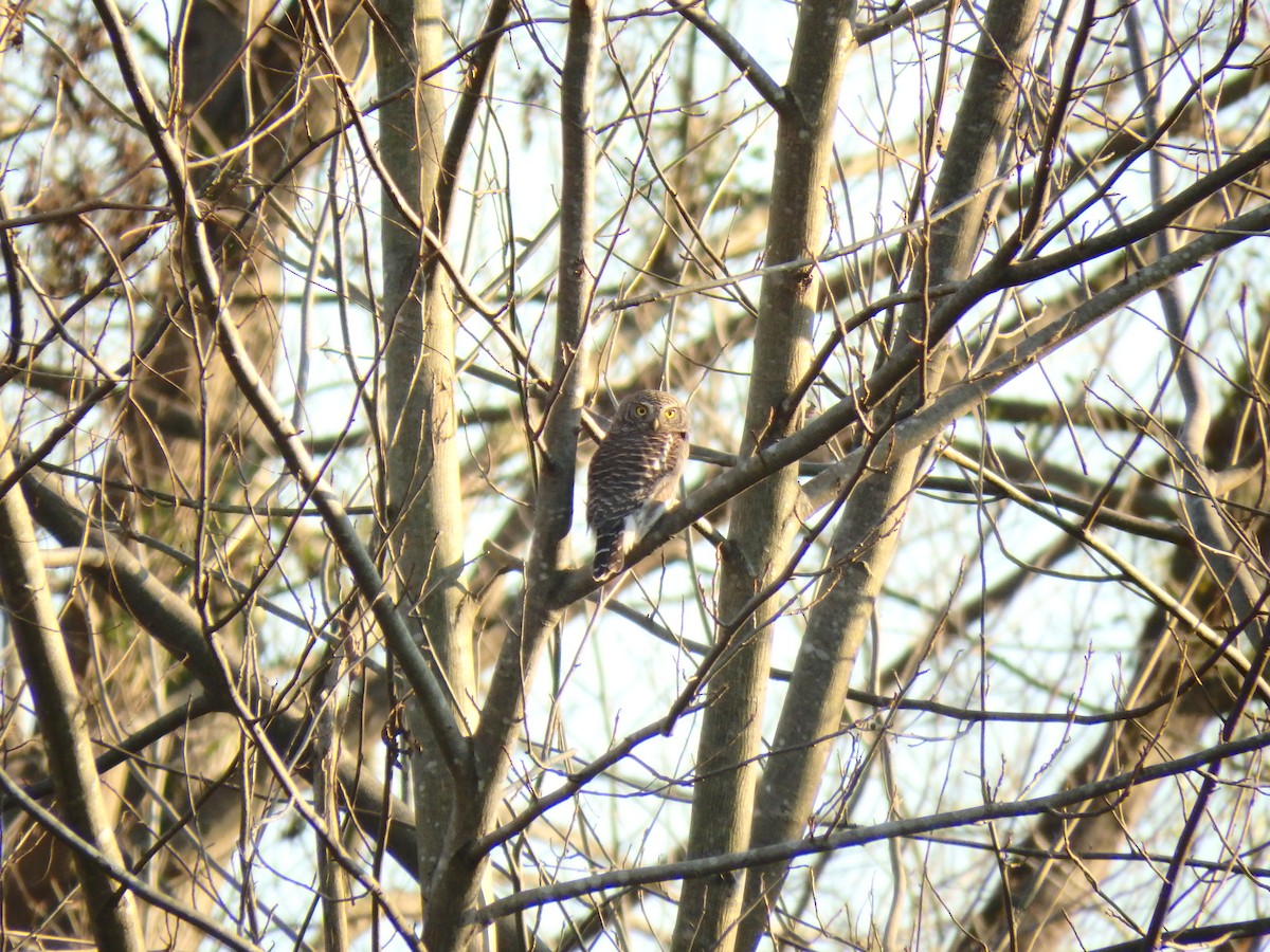 Asian Barred Owlet - ML525711401