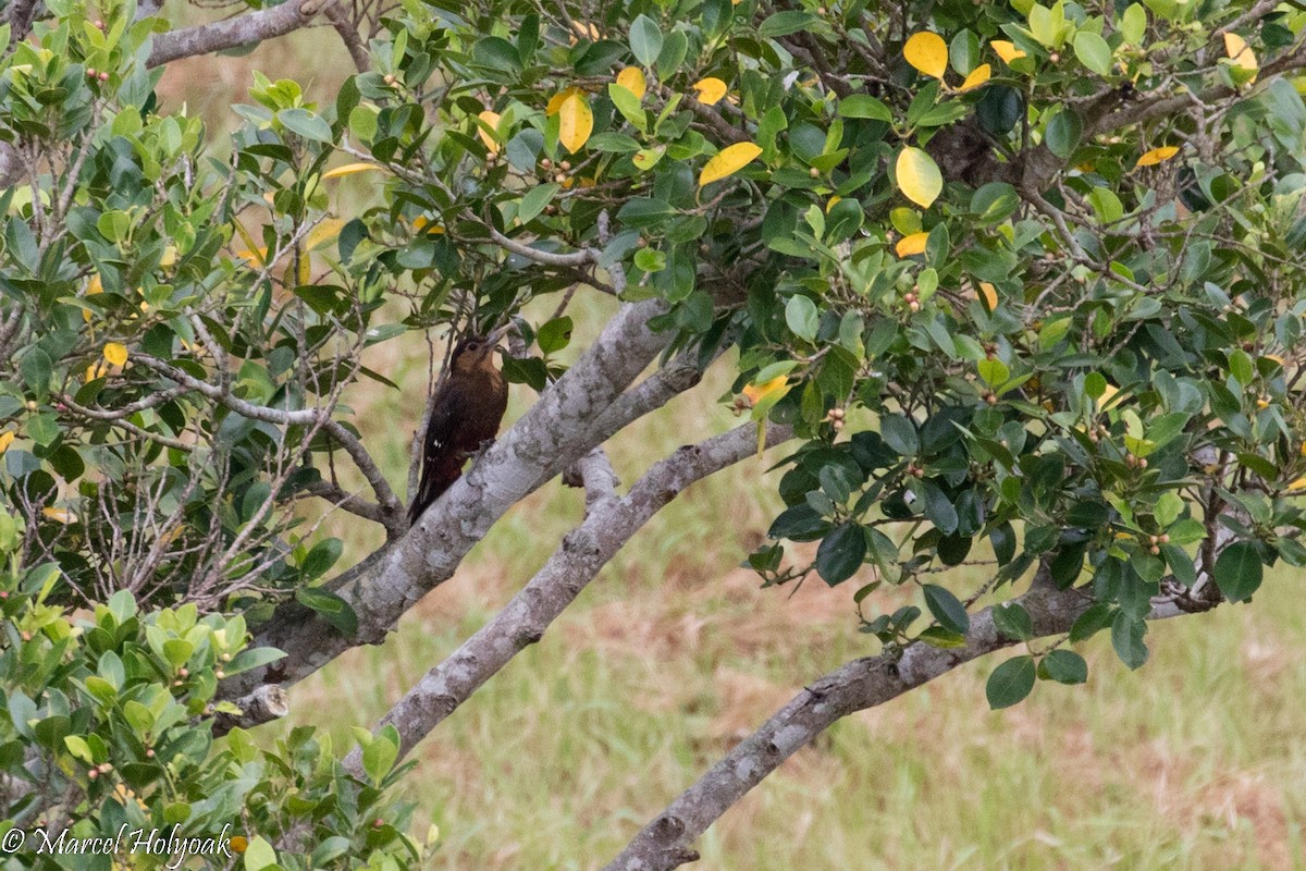 Okinawa Woodpecker - ML525711931