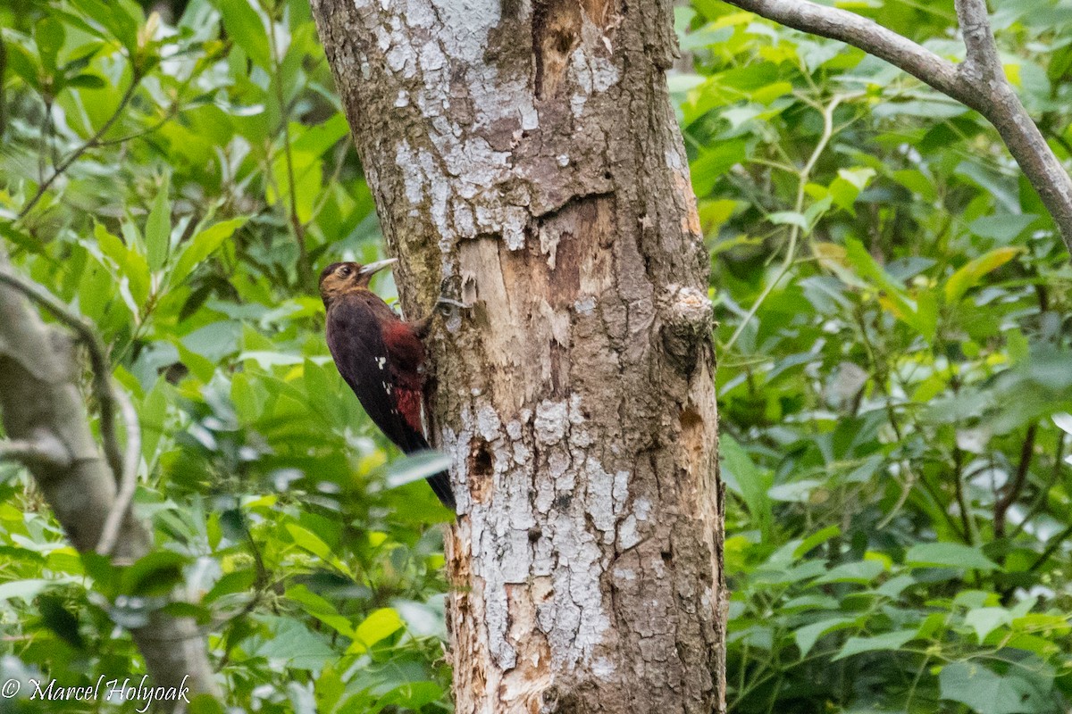 Okinawa Woodpecker - ML525711941