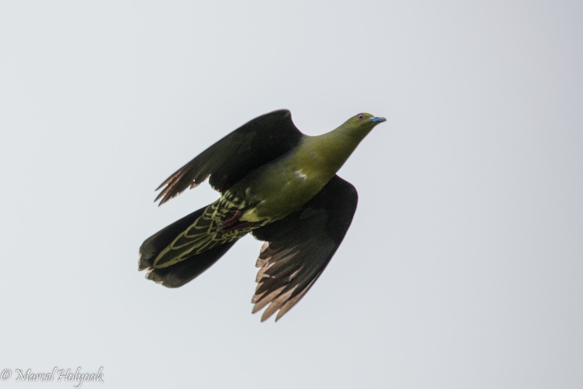 Whistling Green-Pigeon (Ryukyu) - ML525712021