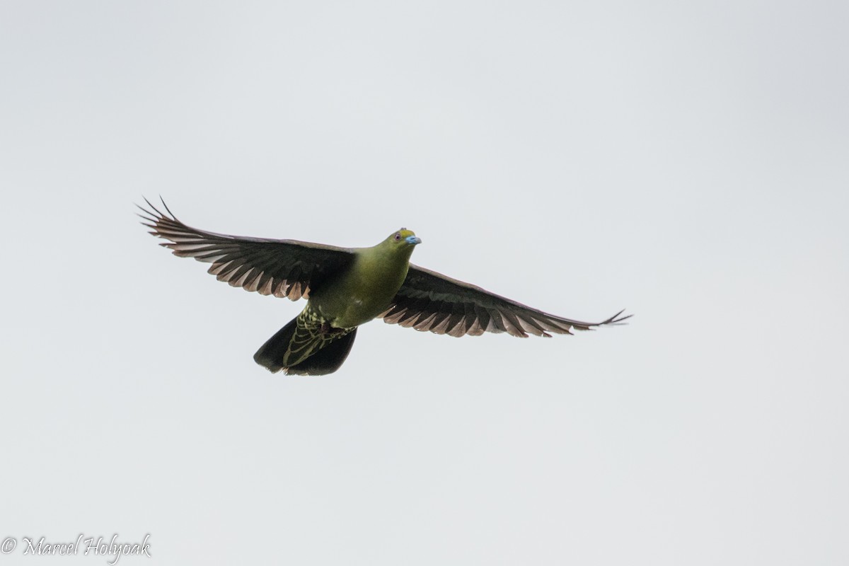 Whistling Green-Pigeon (Ryukyu) - ML525712031