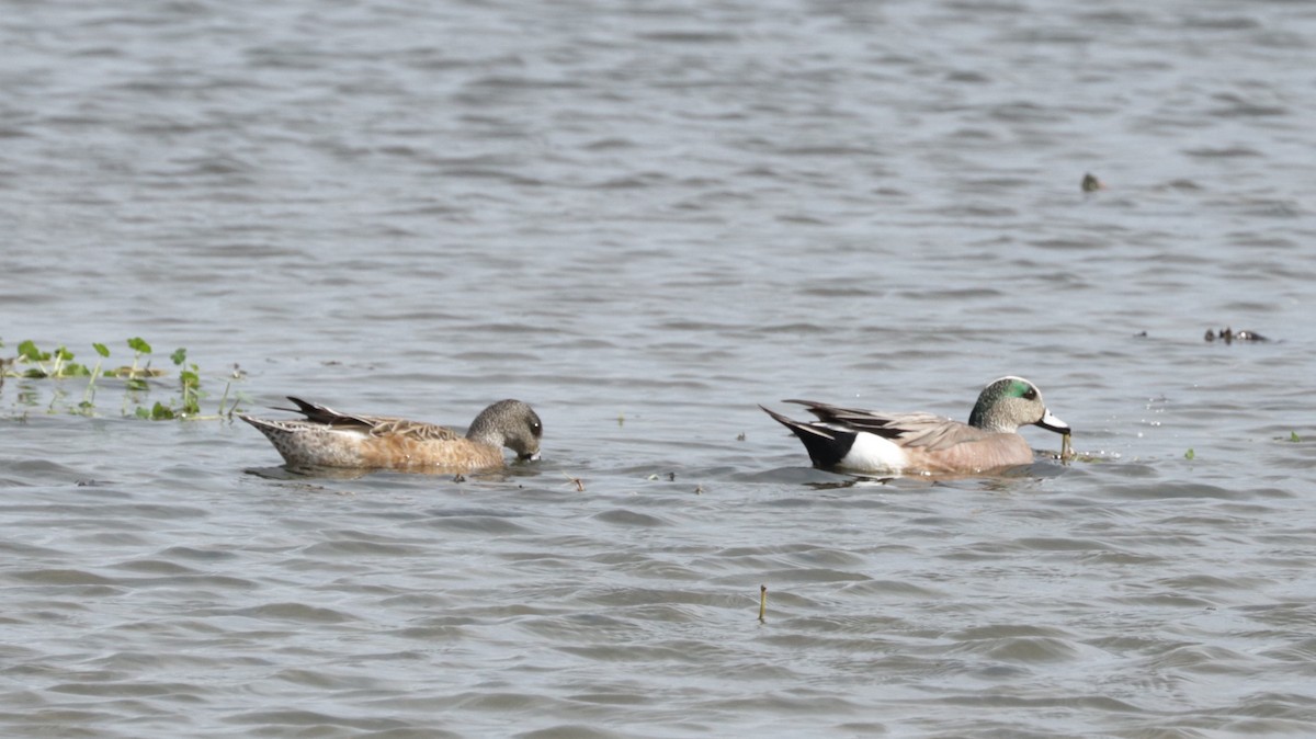 American Wigeon - Sandi Templeton