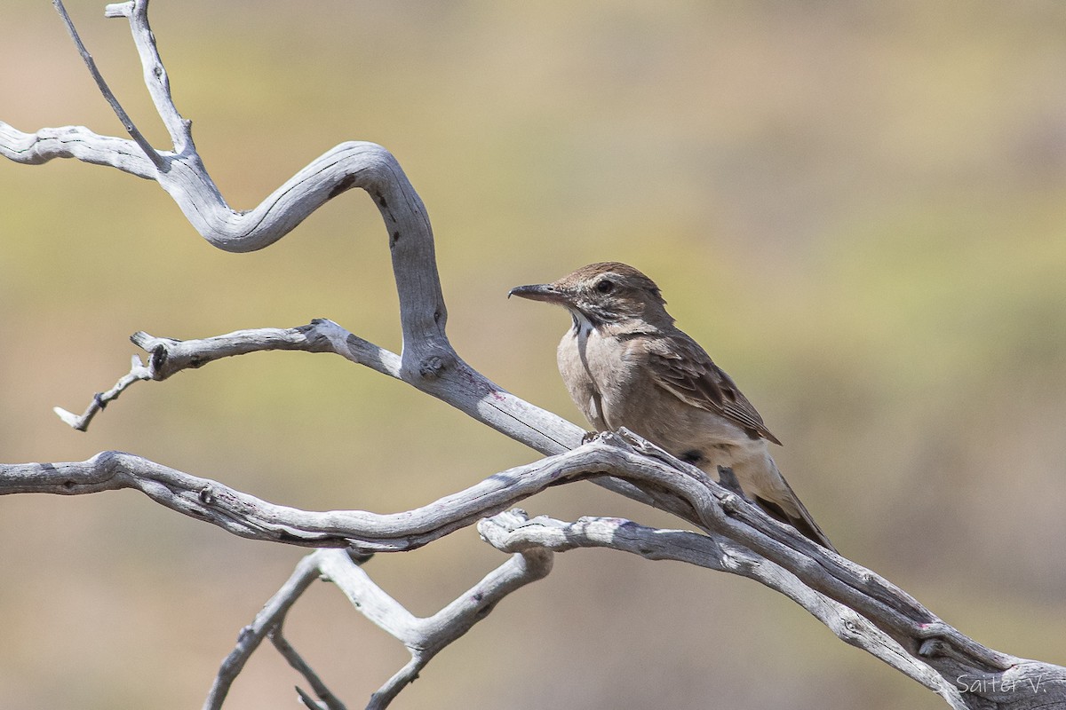 モズタイランチョウ（micropterus） - ML525712861