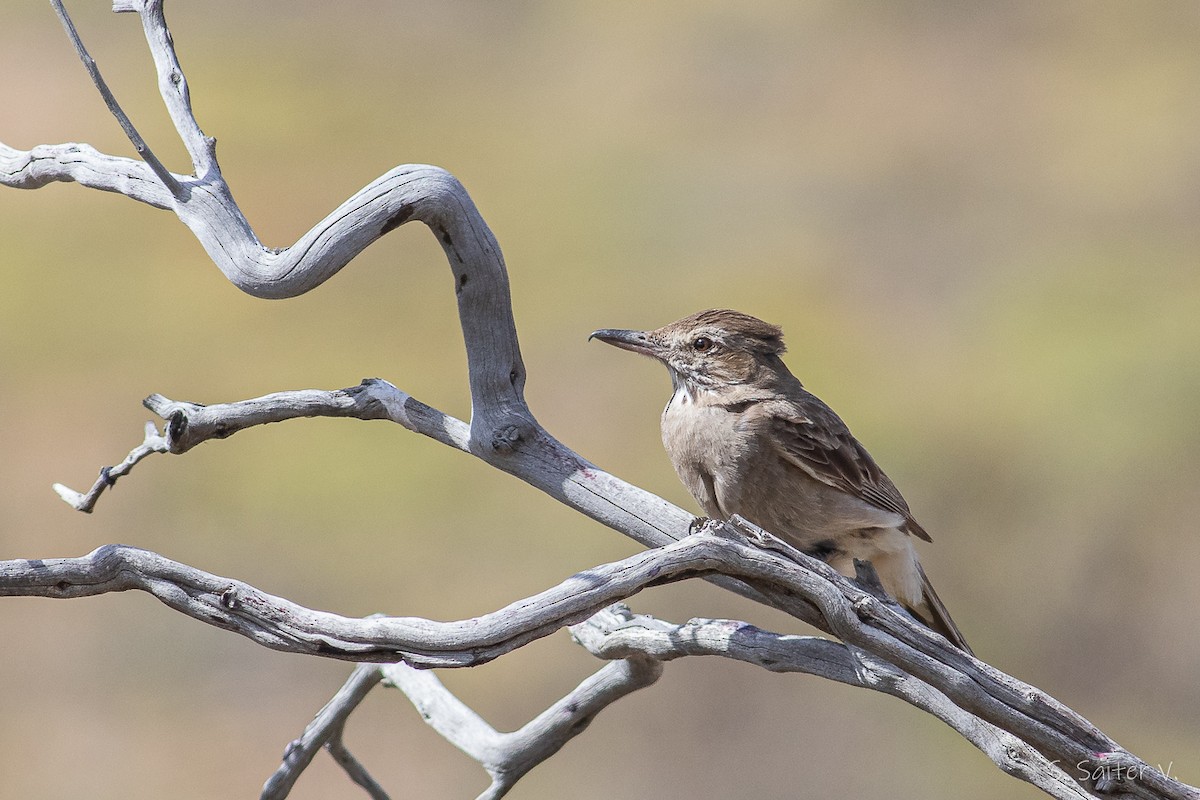 モズタイランチョウ（micropterus） - ML525712871